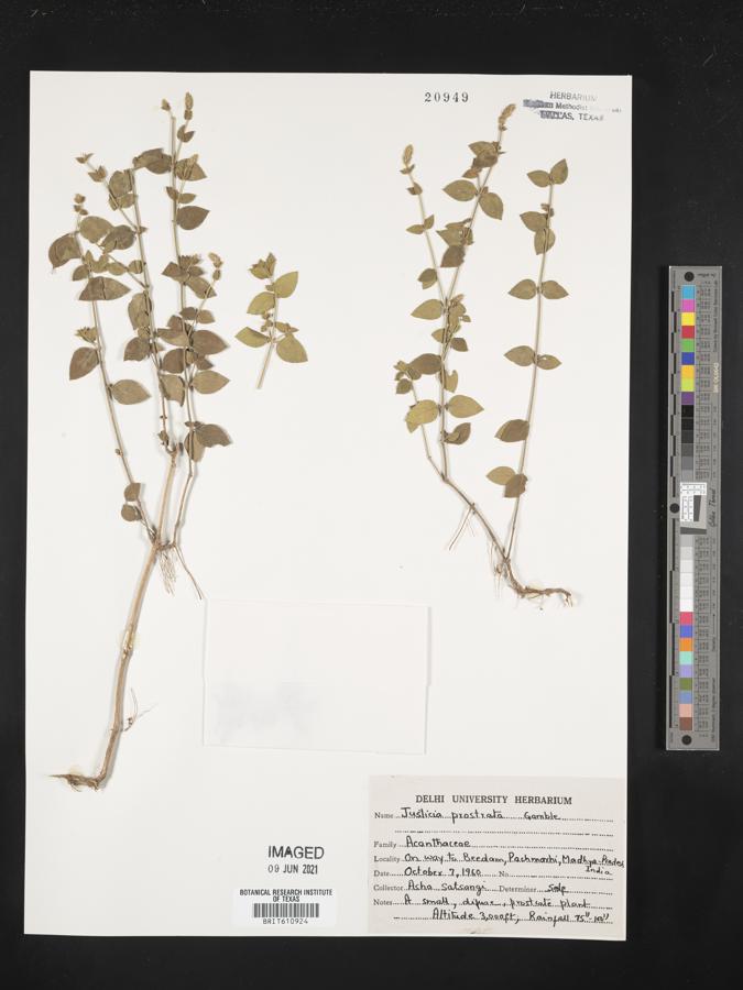 Justicia prostrata image