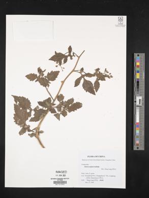 Dichrocephala integrifolia subsp. integrifolia image