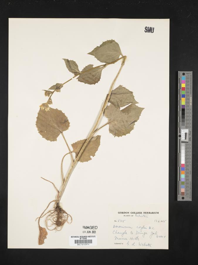 Doronicum kamaonense image