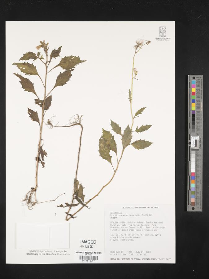 Erechtites valerianifolia image