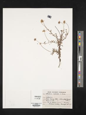 Image of Vittadinia australis