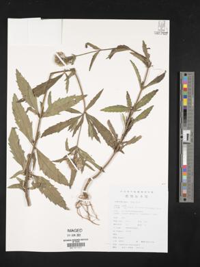 Eupatorium lindleyanum image