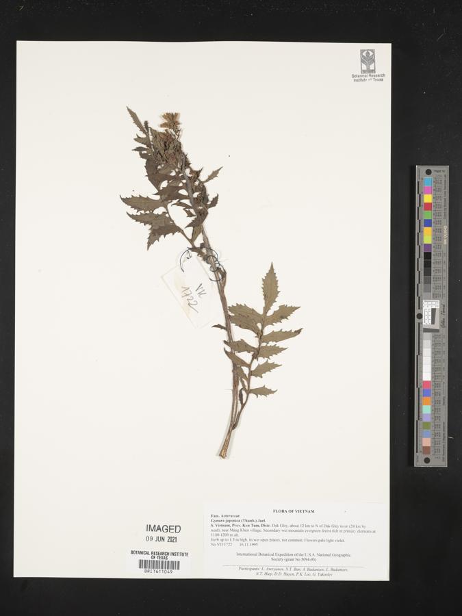 Gynura japonica image