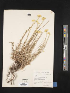 Helichrysum armenium image