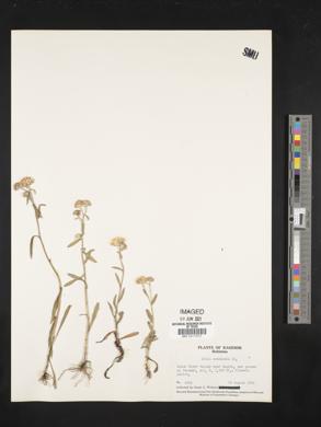 Image of Inula acuminata