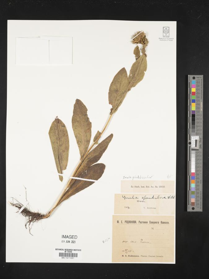 Inula glandulosa image