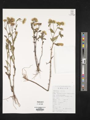 Inula japonica image