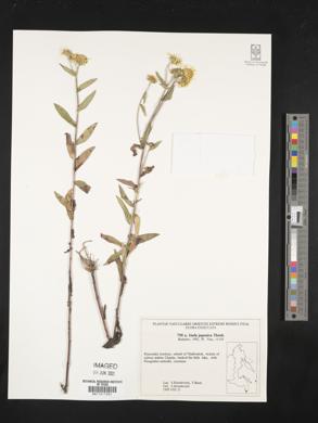 Image of Inula japonica