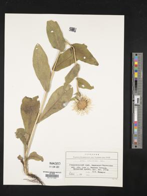 Image of Inula orientalis