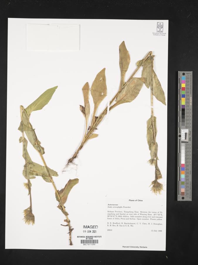 Inula sericophylla image