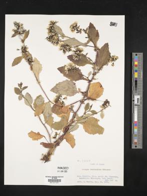 Crepidiastrum denticulatum subsp. denticulatum image