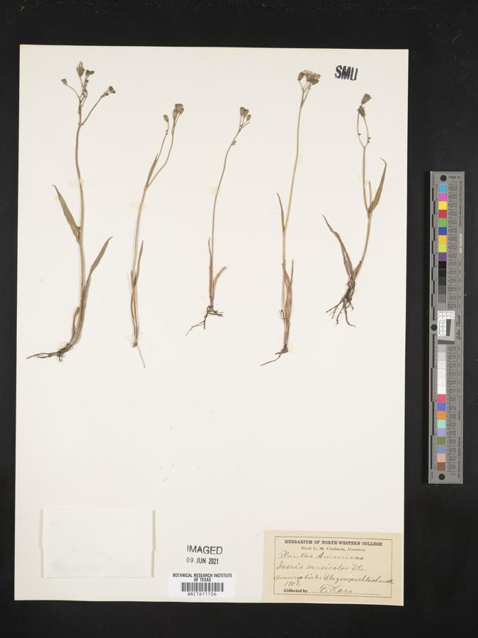 Ixeris chinensis subsp. versicolor image