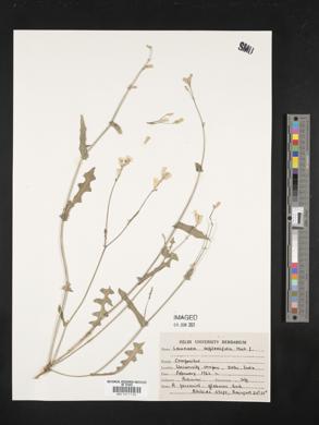 Image of Launaea aspleniifolia