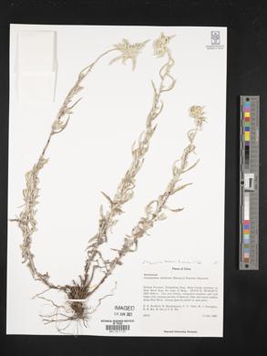 Image of Leontopodium dedekensii