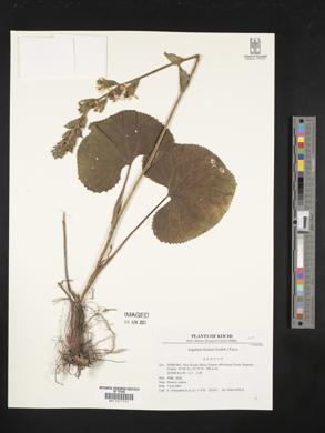 Image of Ligularia fischeri