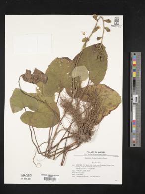 Ligularia fischeri image