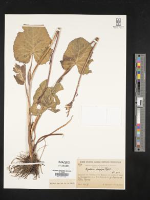 Image of Ligularia phyllocolea