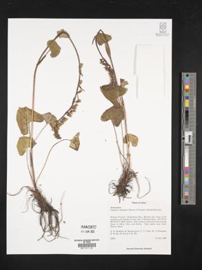 Ligularia subspicata image