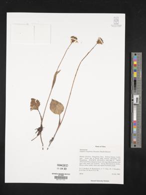 Image of Ligularia tongolensis