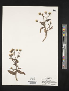 Picris hieracioides subsp. japonica image