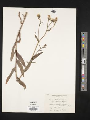 Picris hieracioides subsp. japonica image