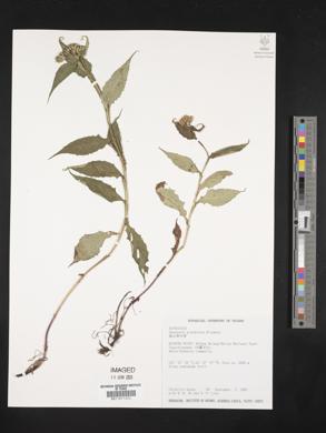 Image of Saussurea glandulosa