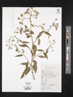 Senecio scandens image