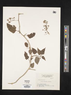 Senecio scandens image