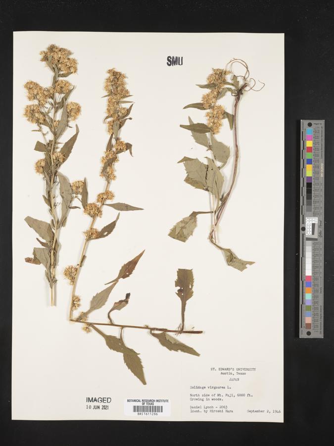 Solidago virgaurea image