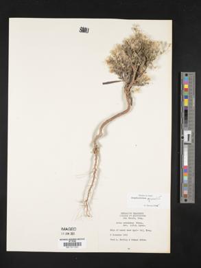 Symphyotrichum squamatum image