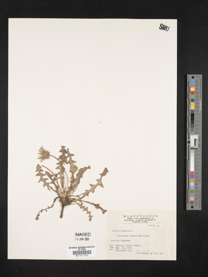 Taraxacum formosanum image