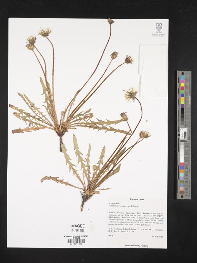 Taraxacum maurocarpum image