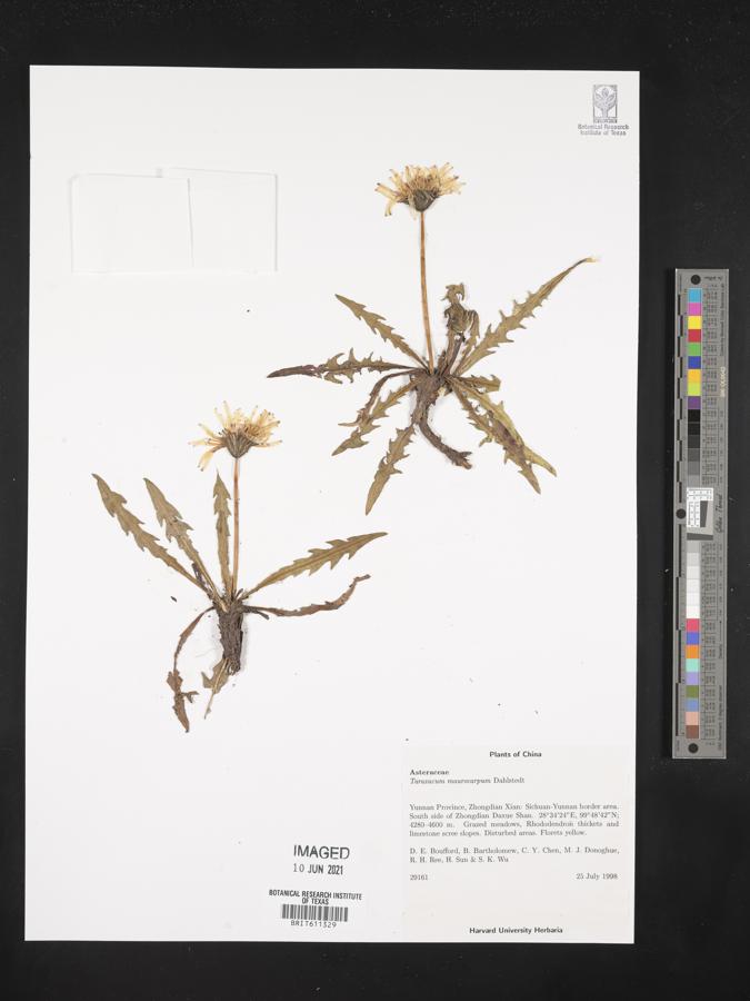 Taraxacum maurocarpum image