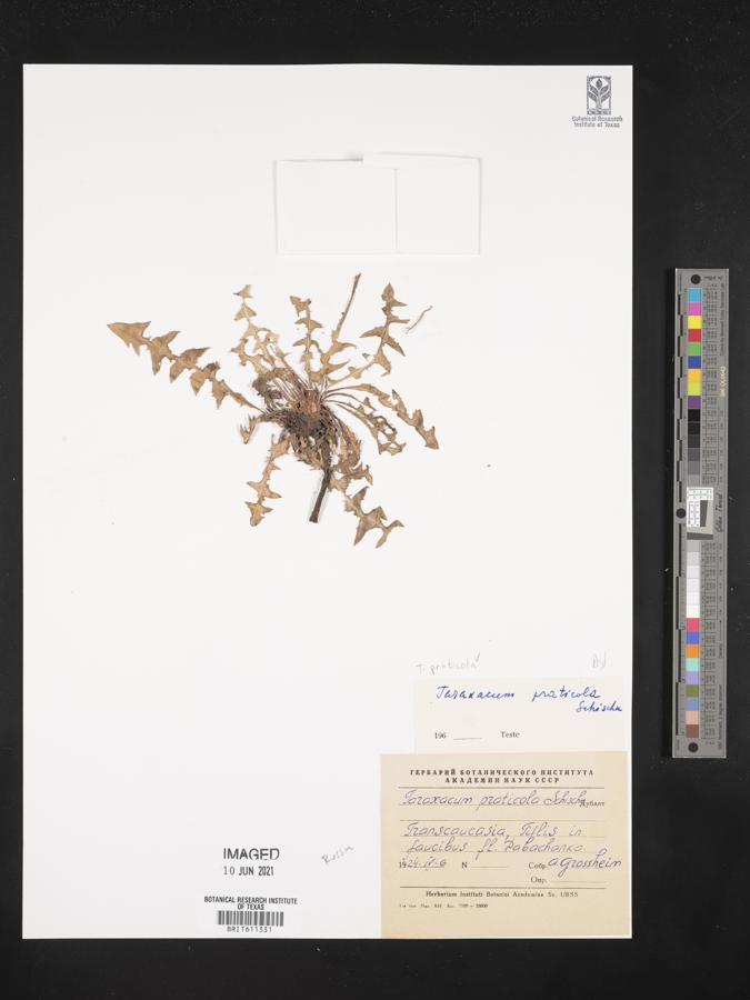 Taraxacum praticola image