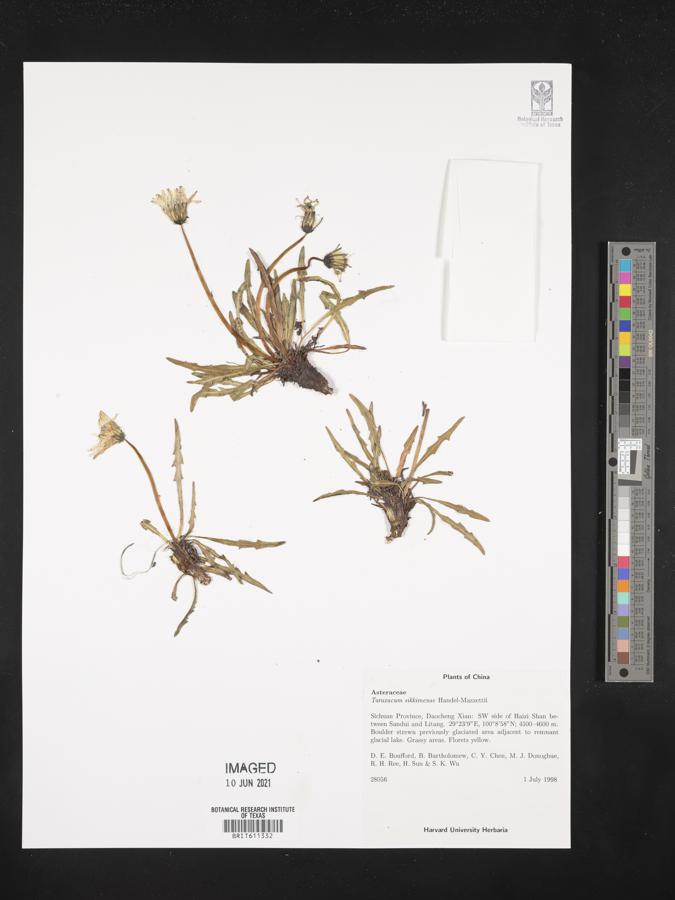 Taraxacum sikkimense image