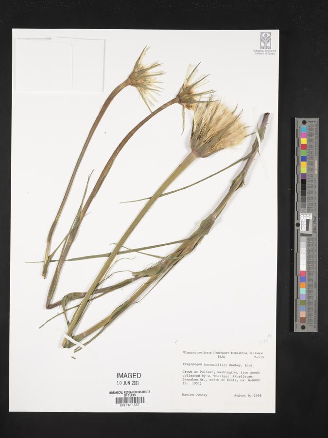 Tragopogon bornmuelleri image