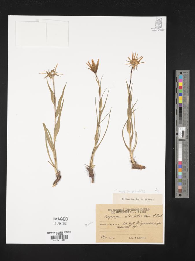 Tragopogon reticulatus image