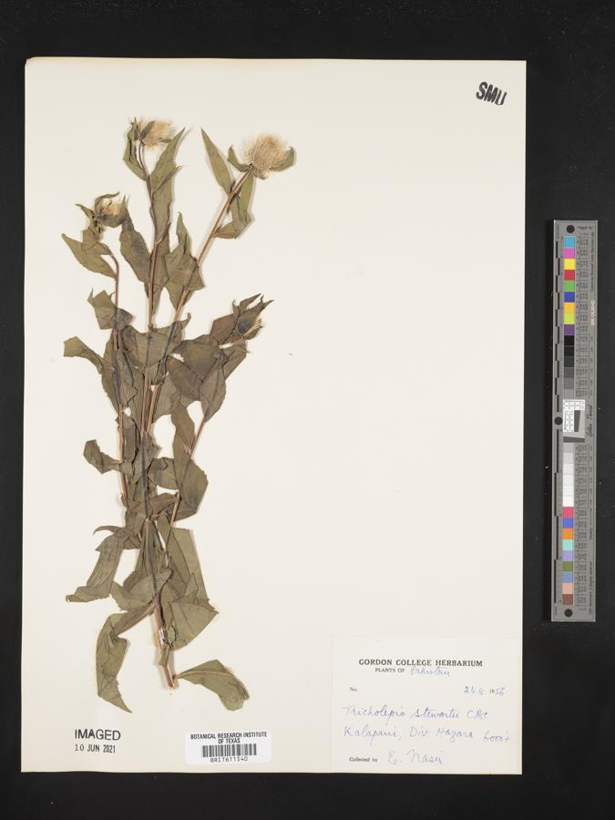 Tricholepis stewartii image