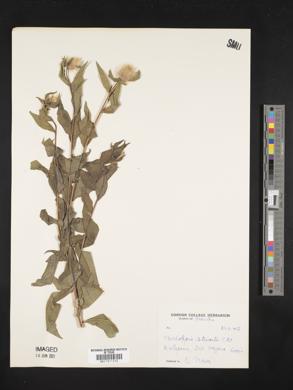 Image Associated With the Occurence