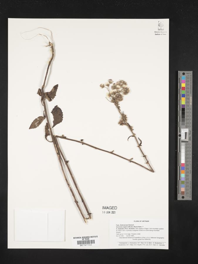 Vernonia aspera image