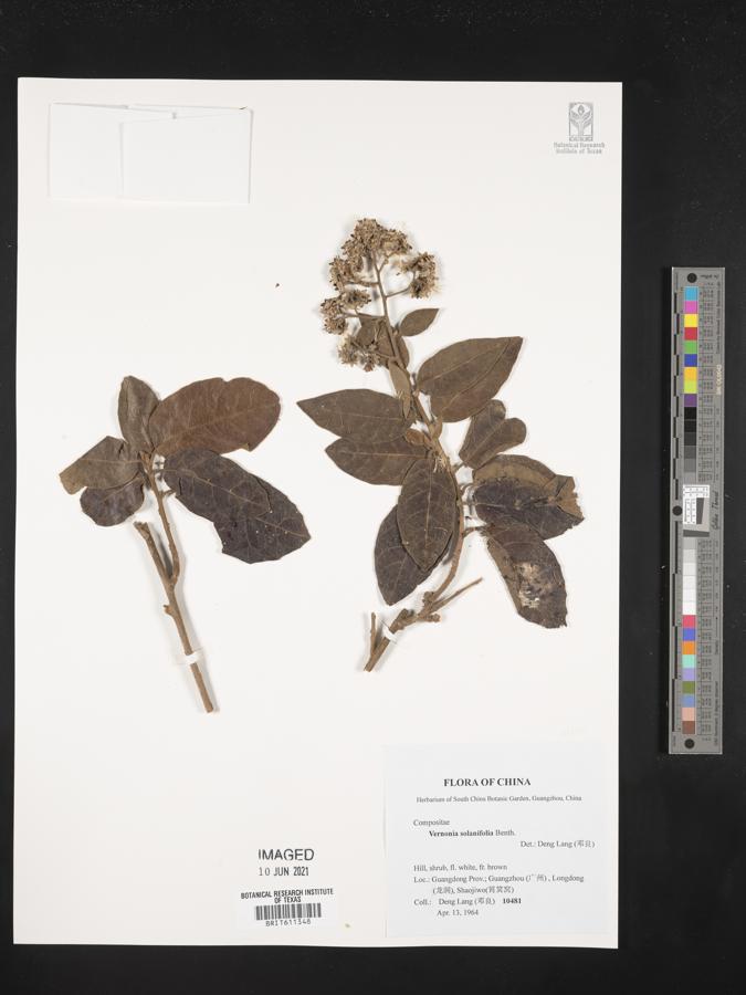 Strobocalyx solanifolia image