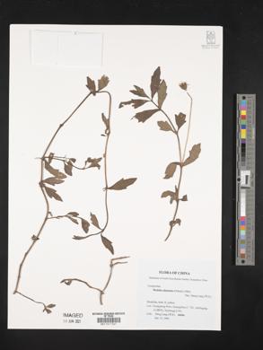 Wedelia chinensis image