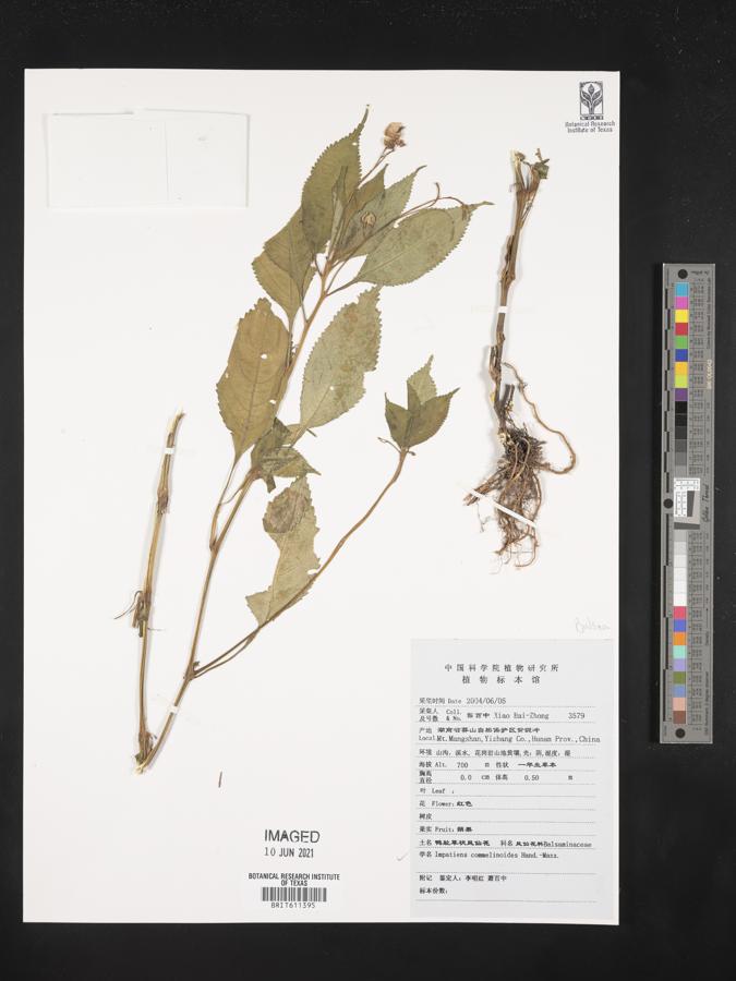Impatiens commelinoides image