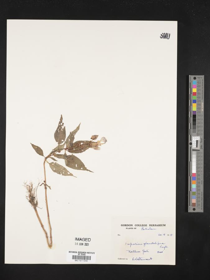 Impatiens glandulifera image
