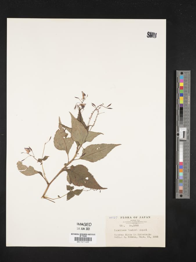 Impatiens textorii image