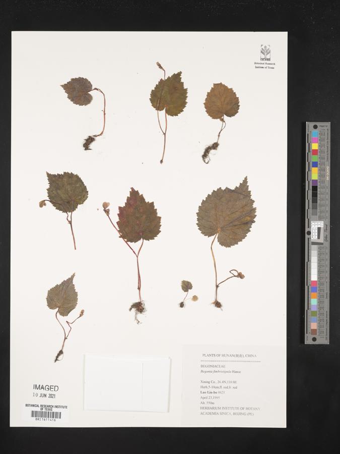 Begonia fimbristipula image