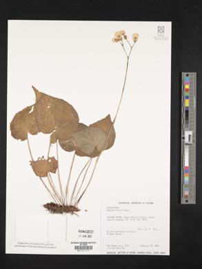 Image of Begonia fenicis