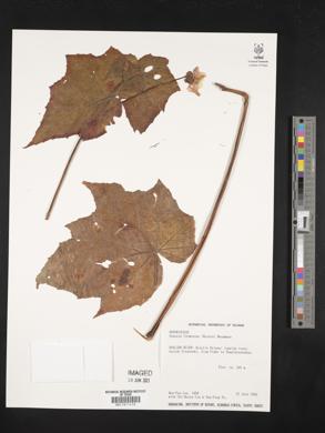 Image of Begonia formosana