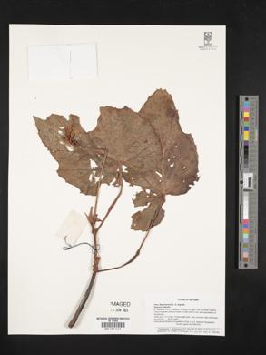Begonia palmata image