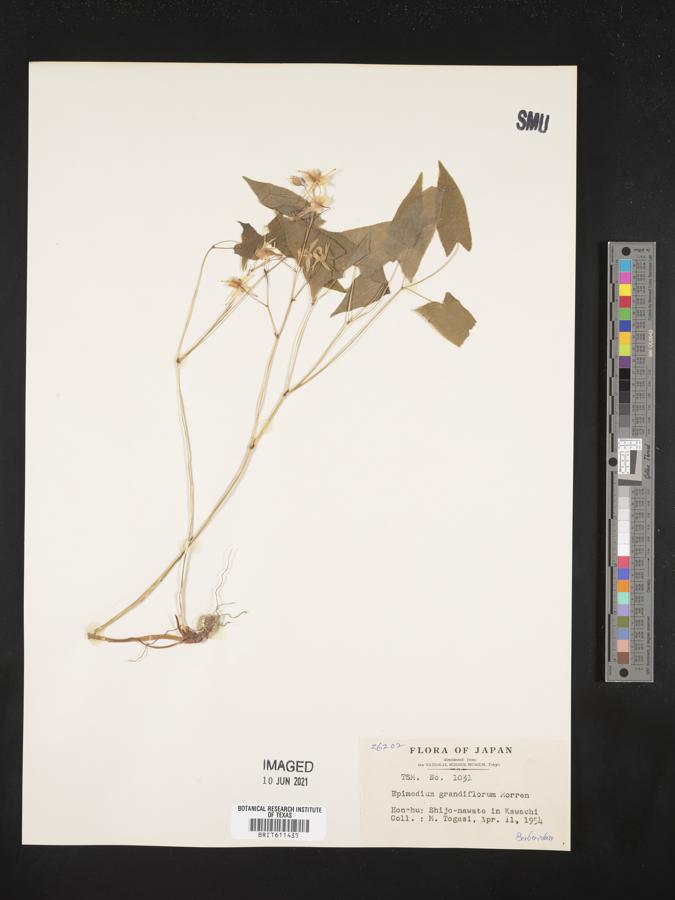 Epimedium grandiflorum image